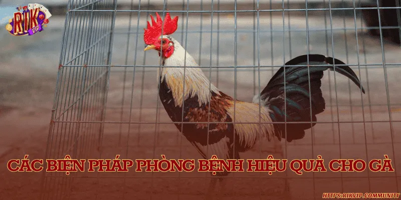 Các biện pháp phòng bệnh hiệu quả cho gà