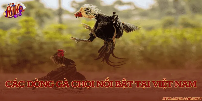 Các dòng gà chọi nổi bật tại Việt Nam