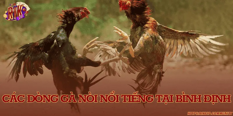 Các dòng gà nòi nổi tiếng tại Bình Định