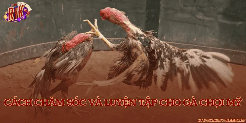 Cách chăm sóc và luyện tập cho gà chọi Mỹ