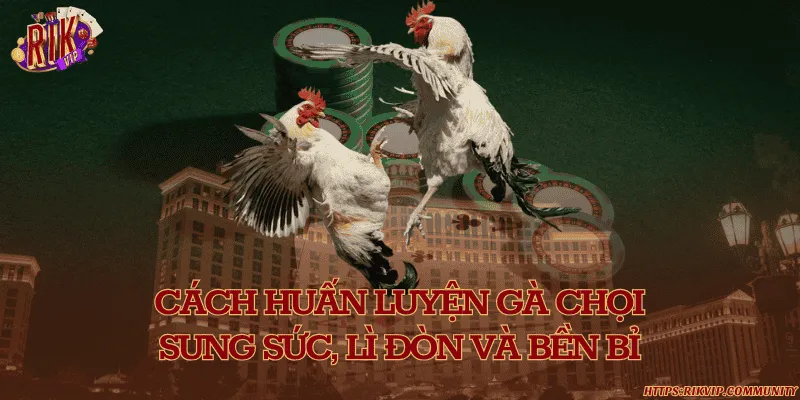 Cách huấn luyện gà chọi sung sức, lì đòn và bền bỉ