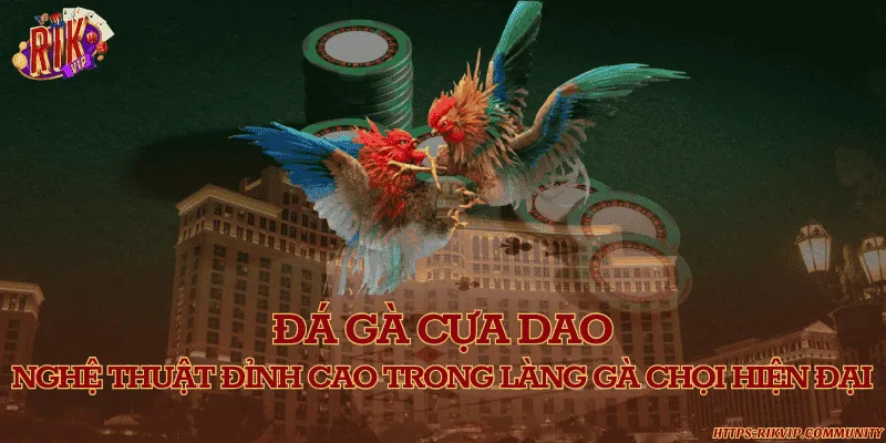 Đá gà cựa dao – Nghệ thuật đỉnh cao trong làng gà chọi hiện đại