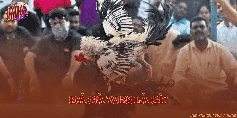 Đá gà W128 là gì?