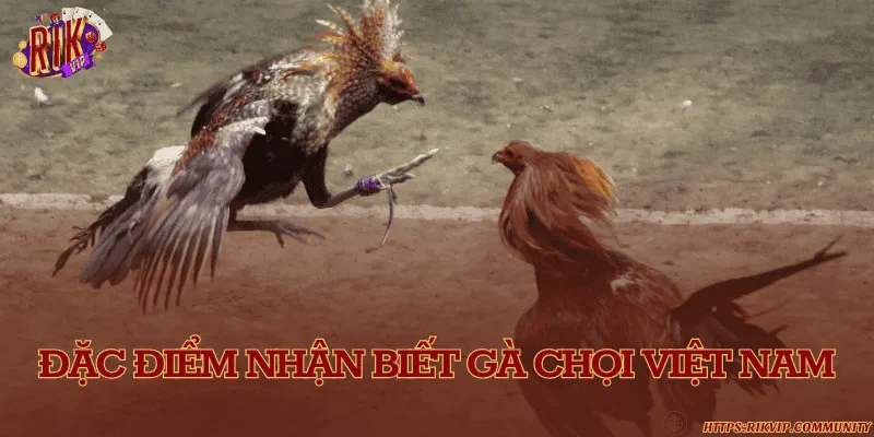 Đặc điểm nhận biết gà chọi Việt Nam