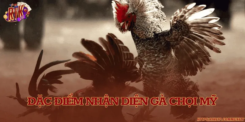 Đặc điểm nhận diện gà chọi Mỹ
