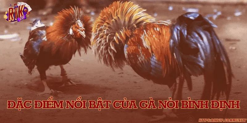 Đặc điểm nổi bật của gà nòi Bình Định