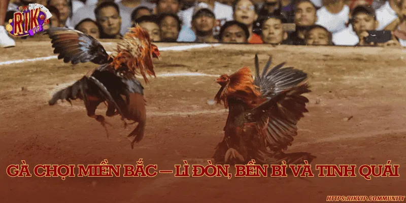 Gà chọi miền Bắc – Lì đòn, bền bỉ và tinh quái