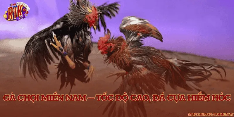 Gà chọi miền Nam – Tốc độ cao, đá cựa hiểm hóc