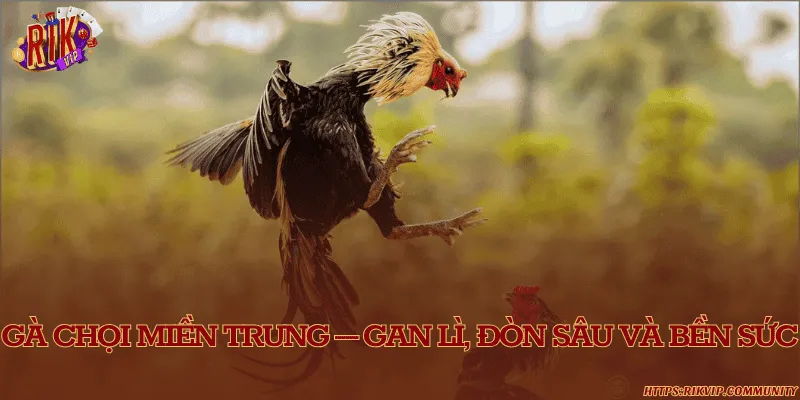 Gà chọi miền Trung – Gan lì, đòn sâu và bền sức