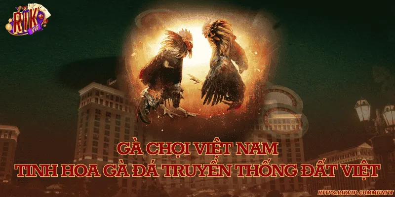 Gà chọi việt nam – Tinh hoa gà đá truyền thống đất Việt