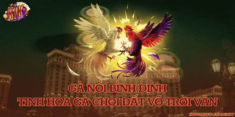 Gà nòi bình định – tinh hoa gà chọi đất võ trời văn