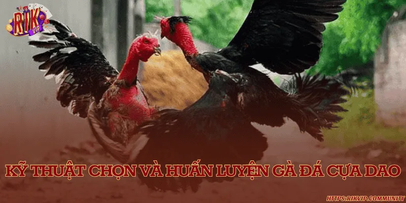 Kỹ thuật chọn và huấn luyện gà đá cựa dao