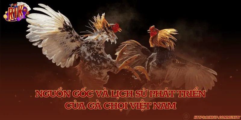 Nguồn gốc và lịch sử phát triển của gà chọi Việt Nam