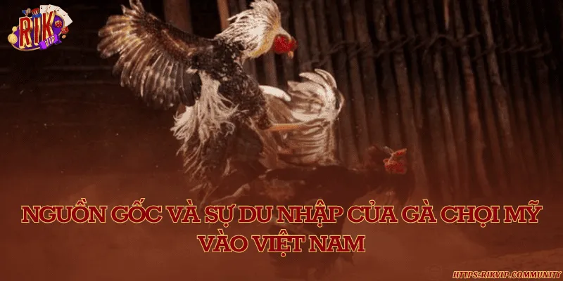 Nguồn gốc và sự du nhập của gà chọi Mỹ vào Việt Nam