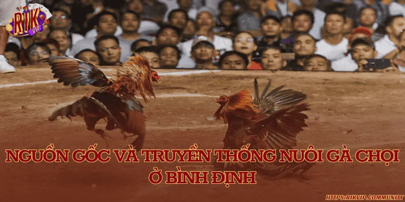 Nguồn gốc và truyền thống nuôi gà chọi ở Bình Định