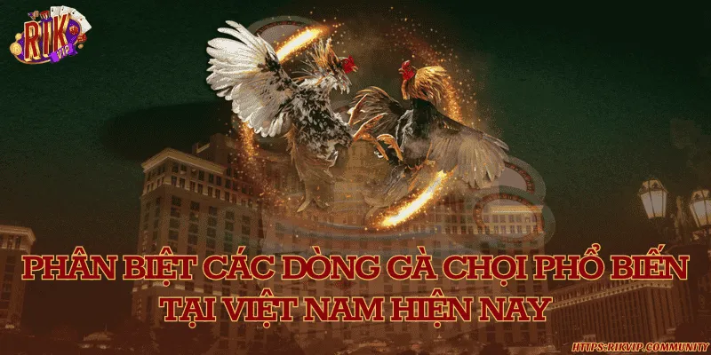 Phân biệt các dòng gà chọi phổ biến tại việt nam hiện nay