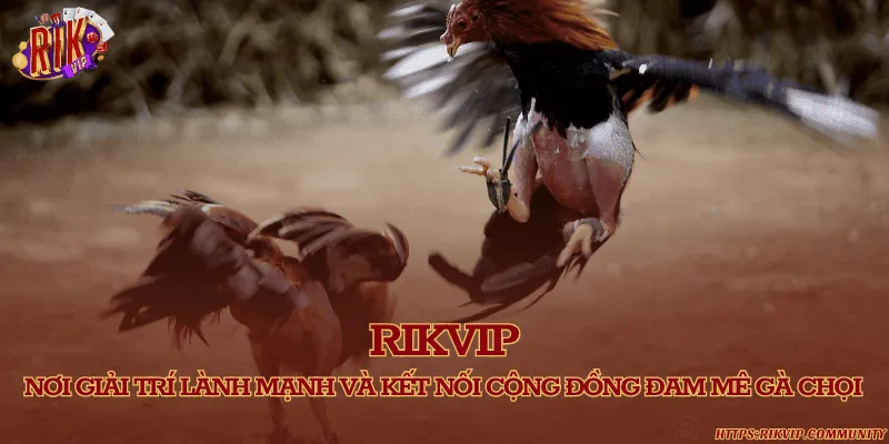 Rikvip – nơi giải trí lành mạnh và kết nối cộng đồng đam mê gà chọi