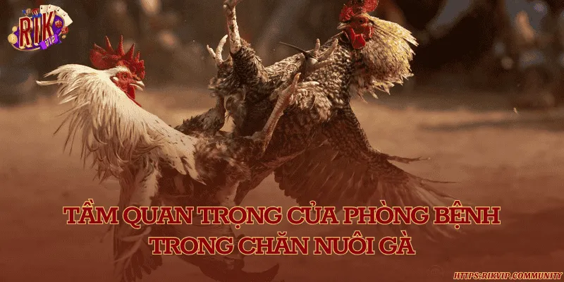 Tầm quan trọng của phòng bệnh trong chăn nuôi gà