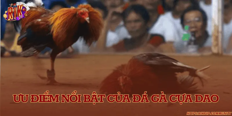 Ưu điểm nổi bật của đá gà cựa dao