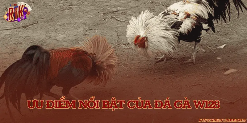 Ưu điểm nổi bật của đá gà W128