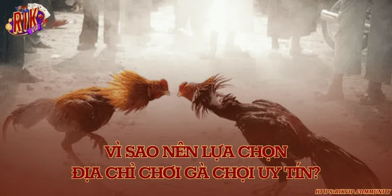 Vì sao nên lựa chọn địa chỉ chơi gà chọi uy tín?
